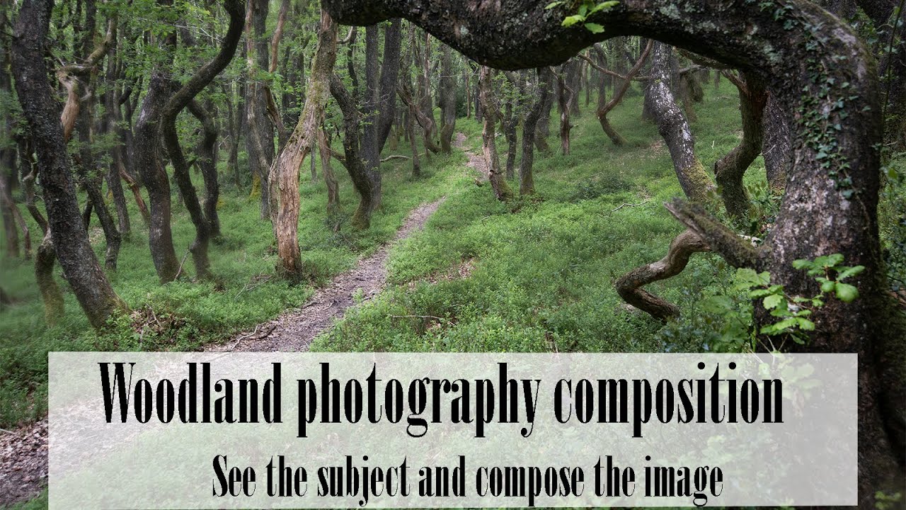 Woodland Photography - how to see that elusive composition.