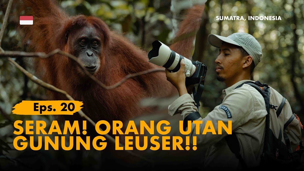 KELANA BENTALA - Eps. 20  Menembus Hutan Gunung Leuser, Habitat Alami Orang Utan Sumatra