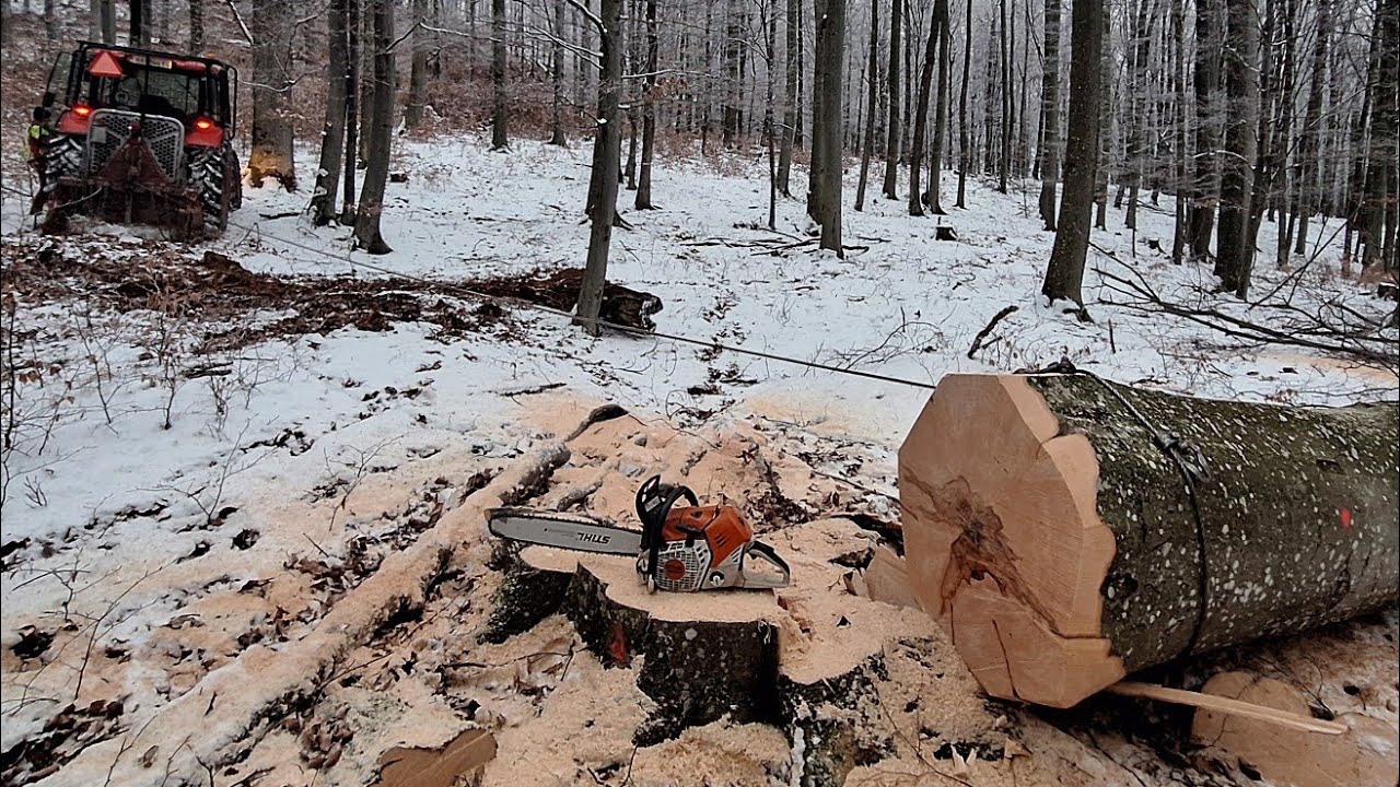Снова вырубка и негабаритные буки, Начинаем в новом лесу, Stihl ms 500i, Amles, Zetor