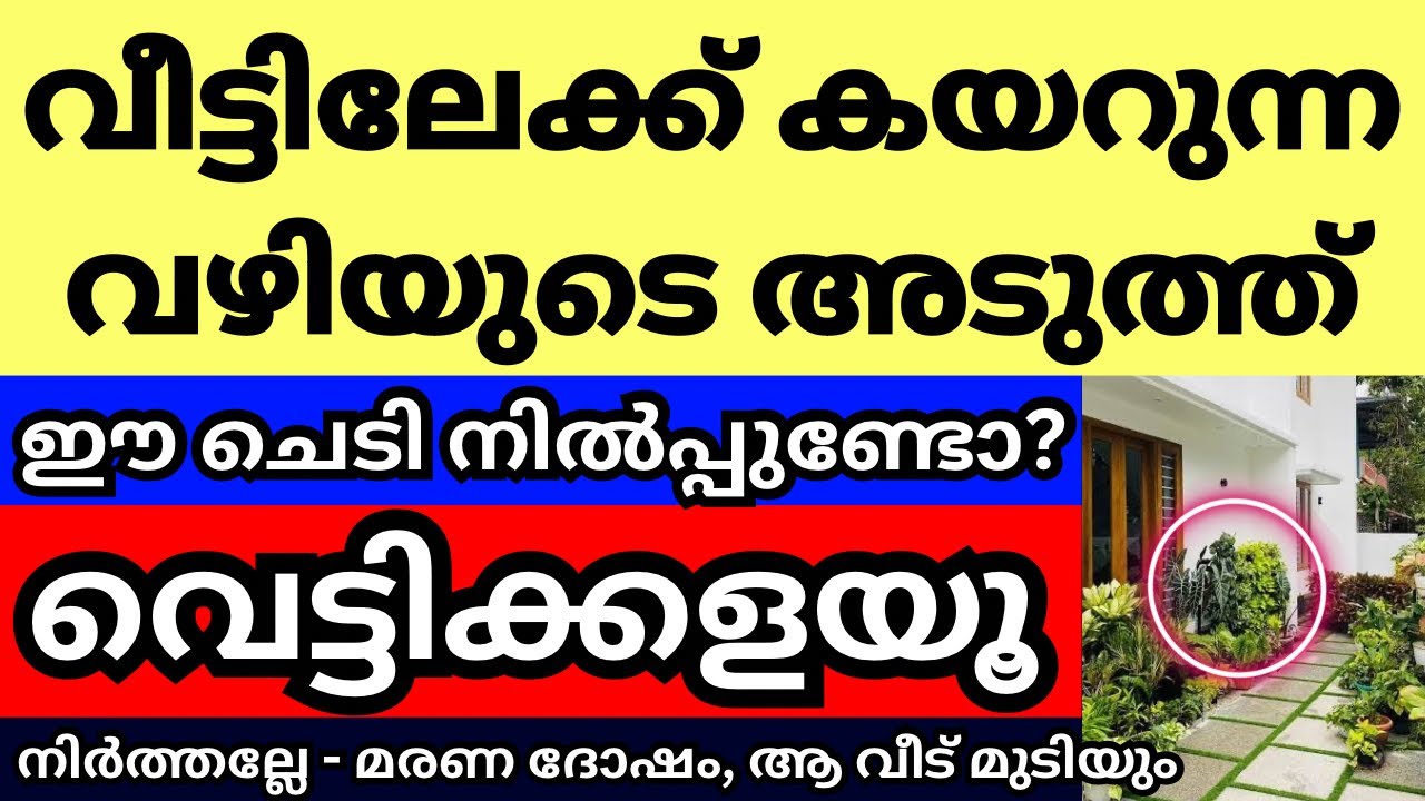 വീട്ടിലേക്ക് കയറുന്ന വഴിയുടെ അടുത്ത് ഈ ചെടികൾ നിൽപ്പുണ്ടോ,വെട്ടിക്കളയൂ വലിയ ദോഷം,വീട് ഗതിപിടിക്കില്ല
