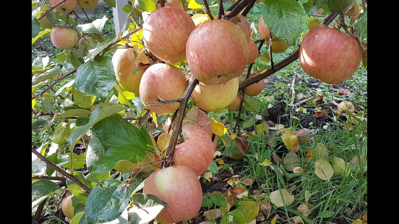Яблоня Фуджи /Apple Fuji/