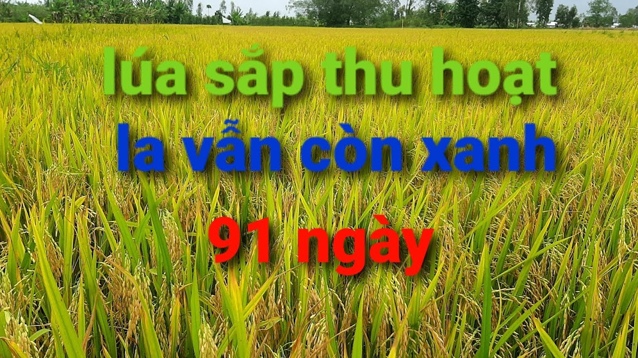Lúa 91 ngày lá còn màu xanh...