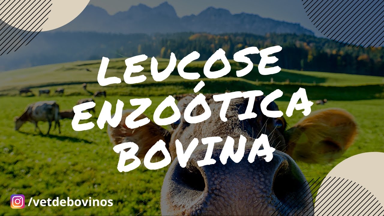 Leucose Enzoótica Bovina 