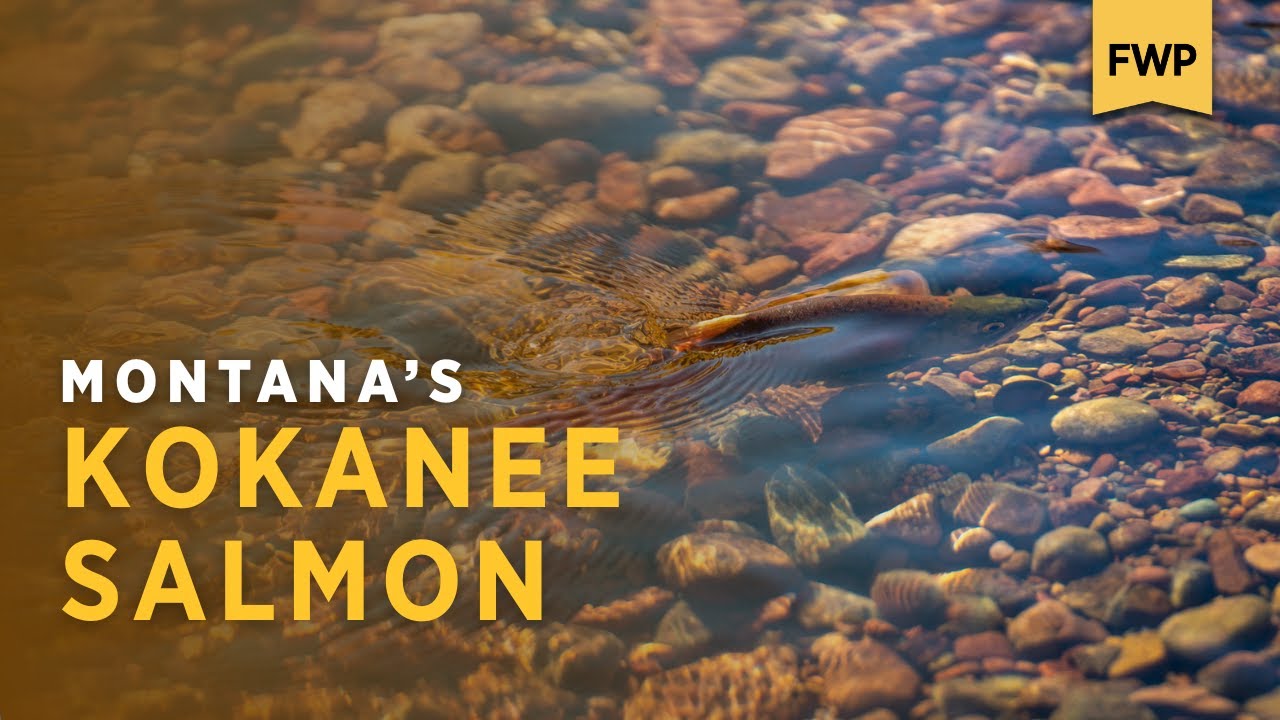From Hatchery to Lake: The Journey of Montana's Kokanee Salmon