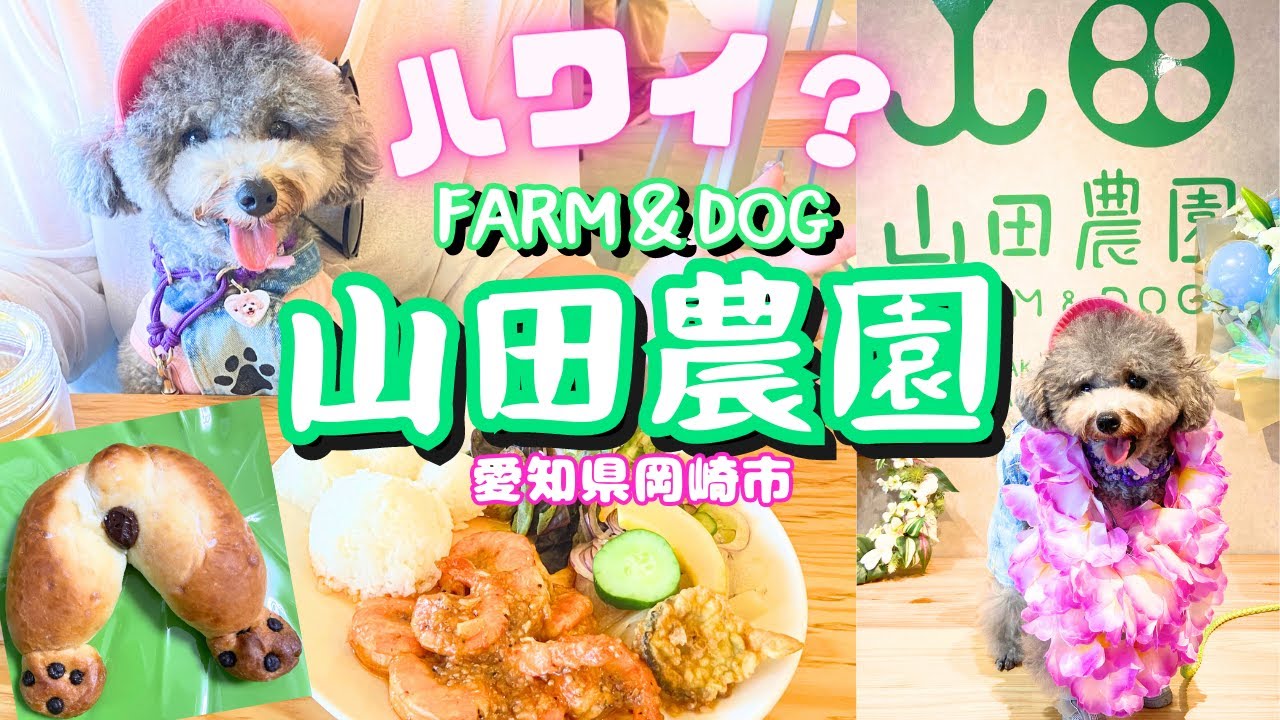 【犬と行けるカフェ】店内犬OK！ドッグラン併設の山田農園FARM＆DOGでハワイ気分🌺㏌愛知県岡崎市