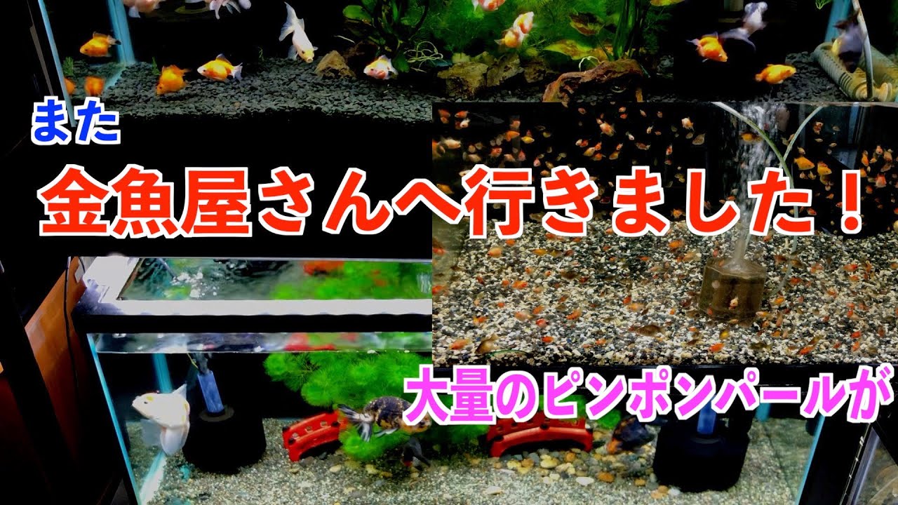 【金魚】また鈴木金魚店へ行きました。大量のピンポンパール‼︎　部屋の90cm金魚水槽も紹介。