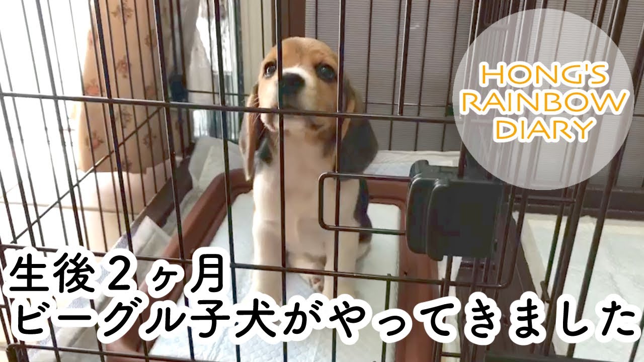 【子犬お迎え】生後２ヶ月のビーグル子犬がやってきました