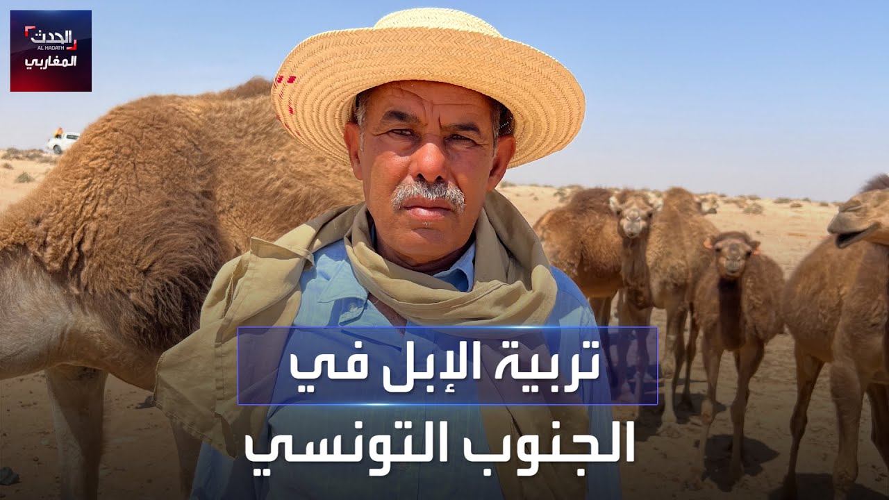 تربية الإبل في الجنوب التونسي