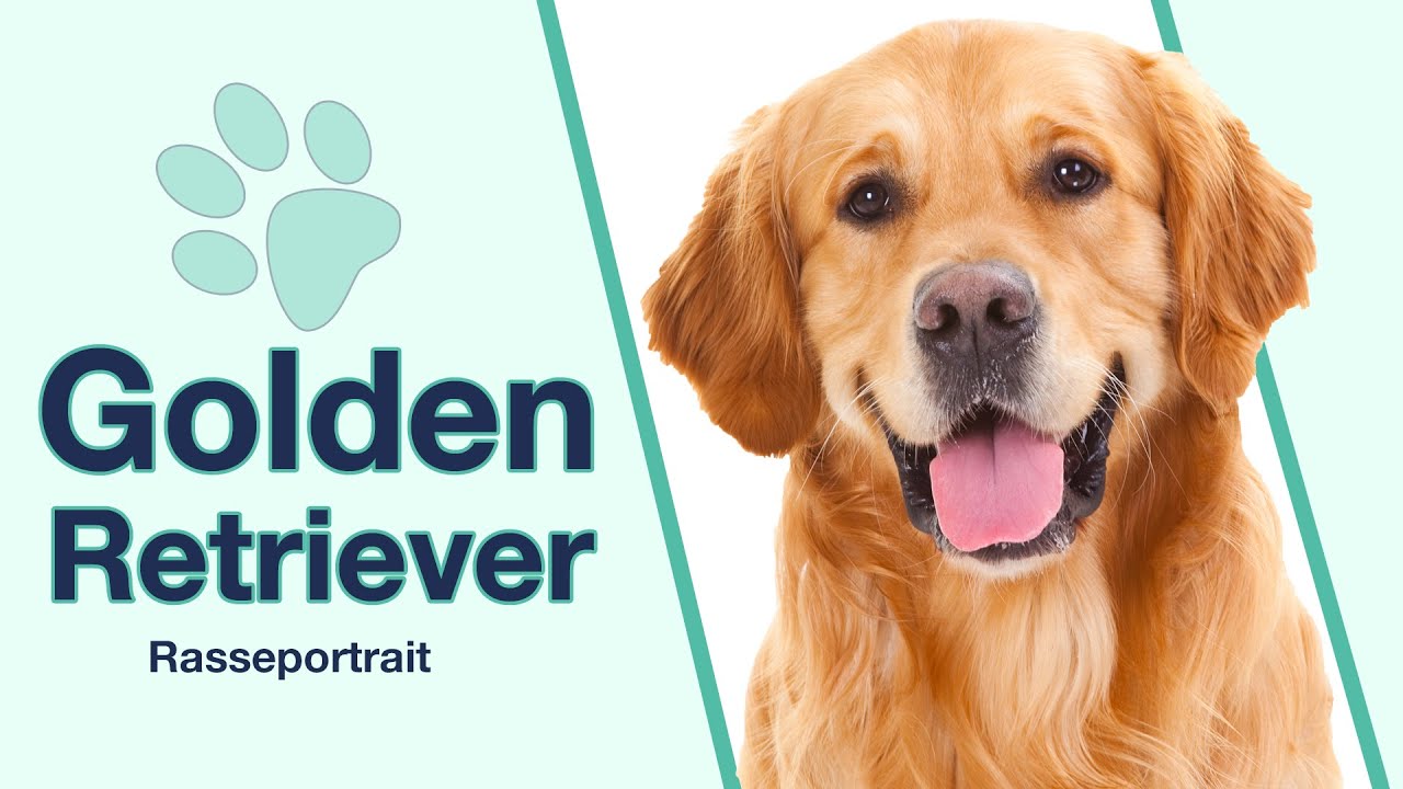 Golden Retriever im Rasseportrait | Wie tickt diese besondere Hunderasse?