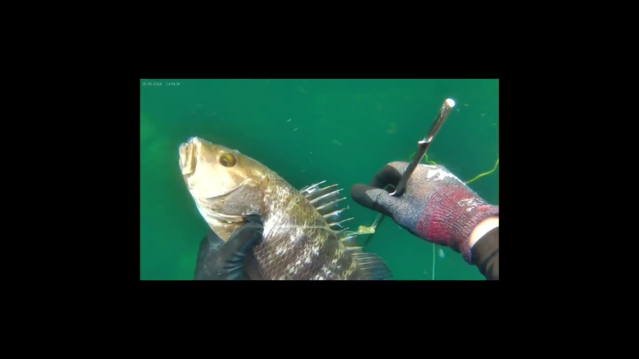Pescasubmarina en el faro de campos, Manzanillo, Colima 