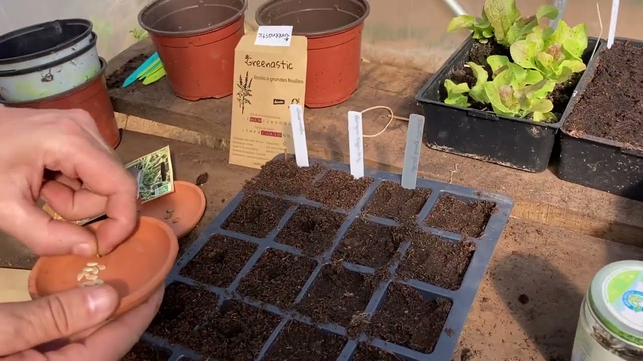 6 semis 🌱 à faire en avril