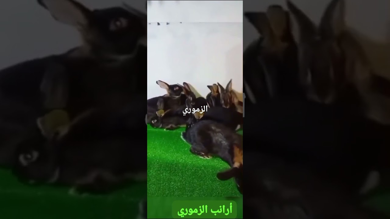 اارانب سيلفر  . #أرانب #عملاق #عملاق #حيوانات