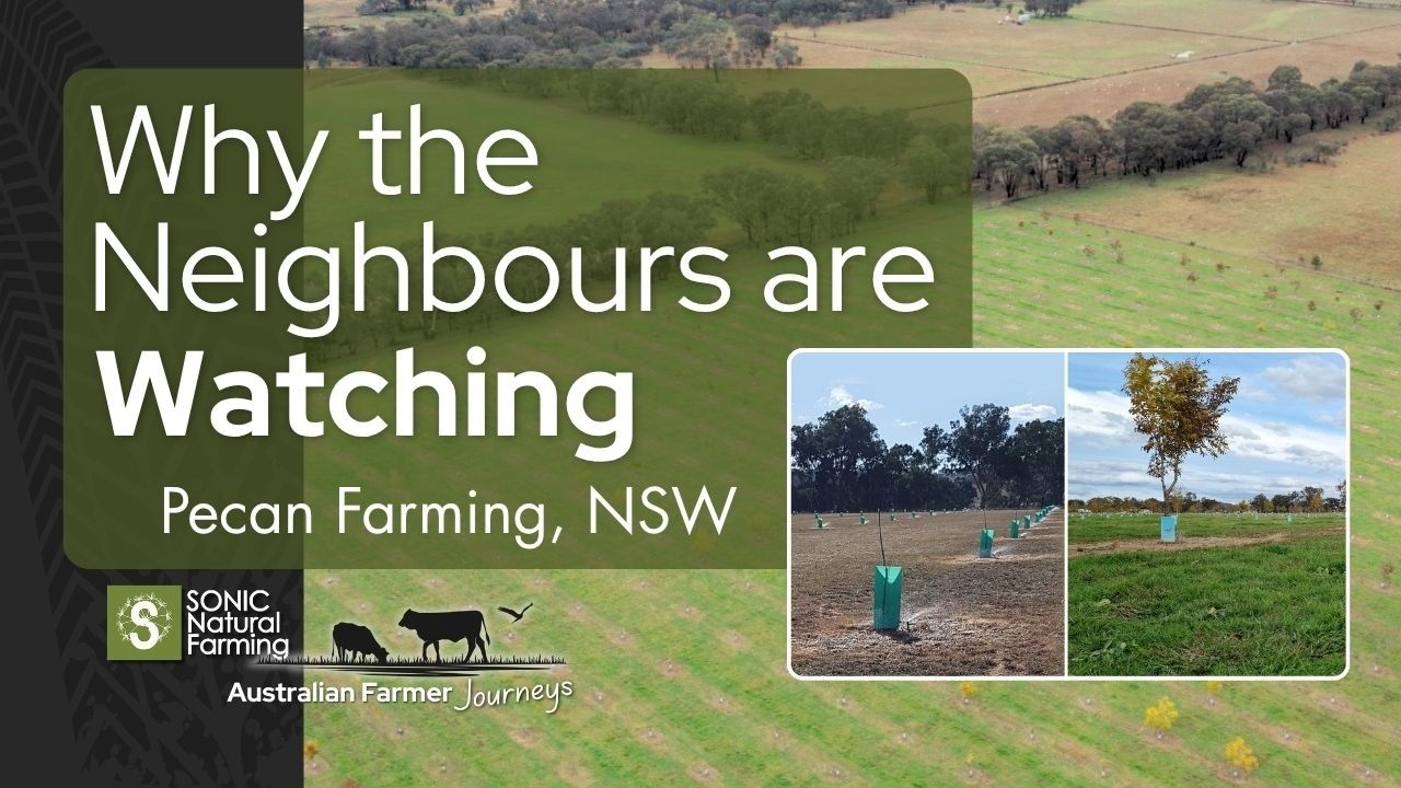 Australian Pecan Farming Success - One Year with Biological Fertilisers