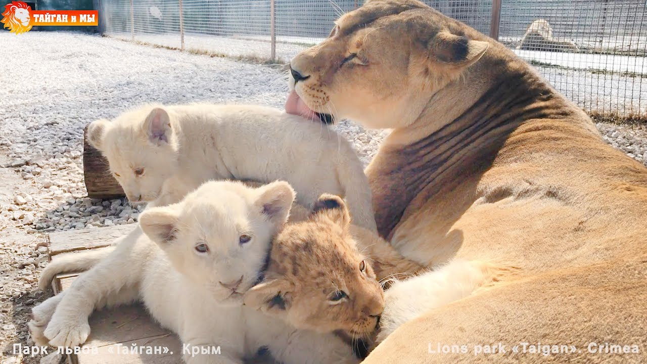 Вкусный обед у разноцветных львят. Лейла кормит малышей. Тайган. Lion cubs have lunch. Taigan.