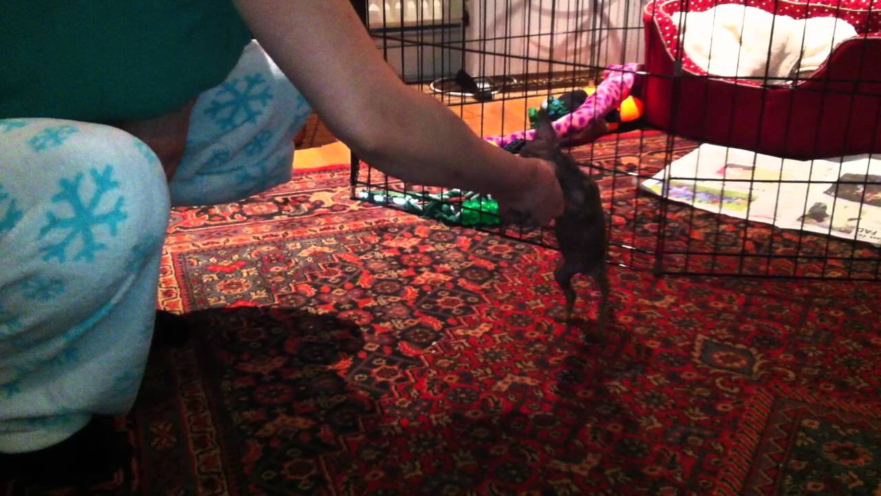 Clever Miniature Pinscher Puppy 7 Weeks Old - (Training 1)