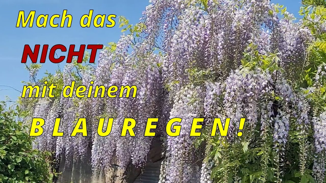 5 Fehler, die deinen Blauregen ruinieren – und wie du sie vermeidest!