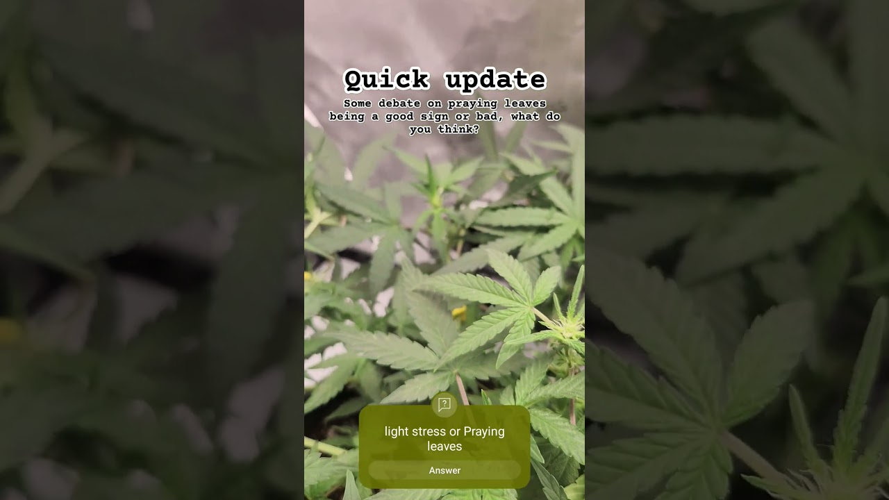 Praying leaves, good or bad #plants #autoflower #growing