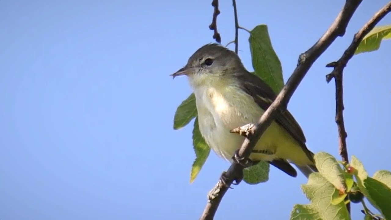 Bell's Vireo (Vireo bellii) Singing | Middlefork Savanna 06-02-2021