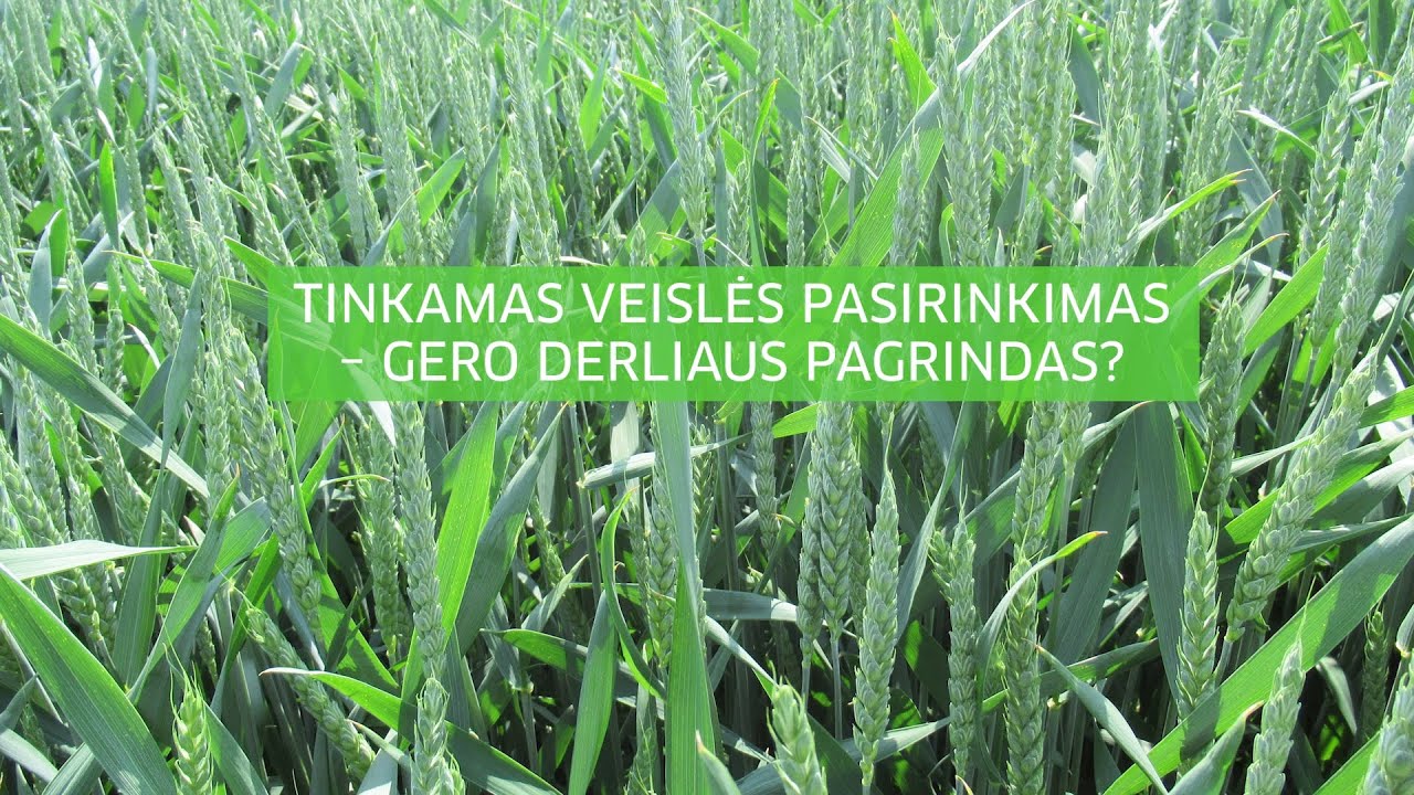 TINKAMAS VEISLĖS PASIRINKIMAS - GERO DERLIAUS PAGRINDAS? | PATIRTYS. PRIEMONĖS. TIKSLAI. RUDUO 2020