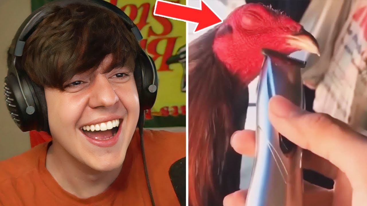 UNUSUAL MEMES ARE BACK AND BETTER THAN EVER