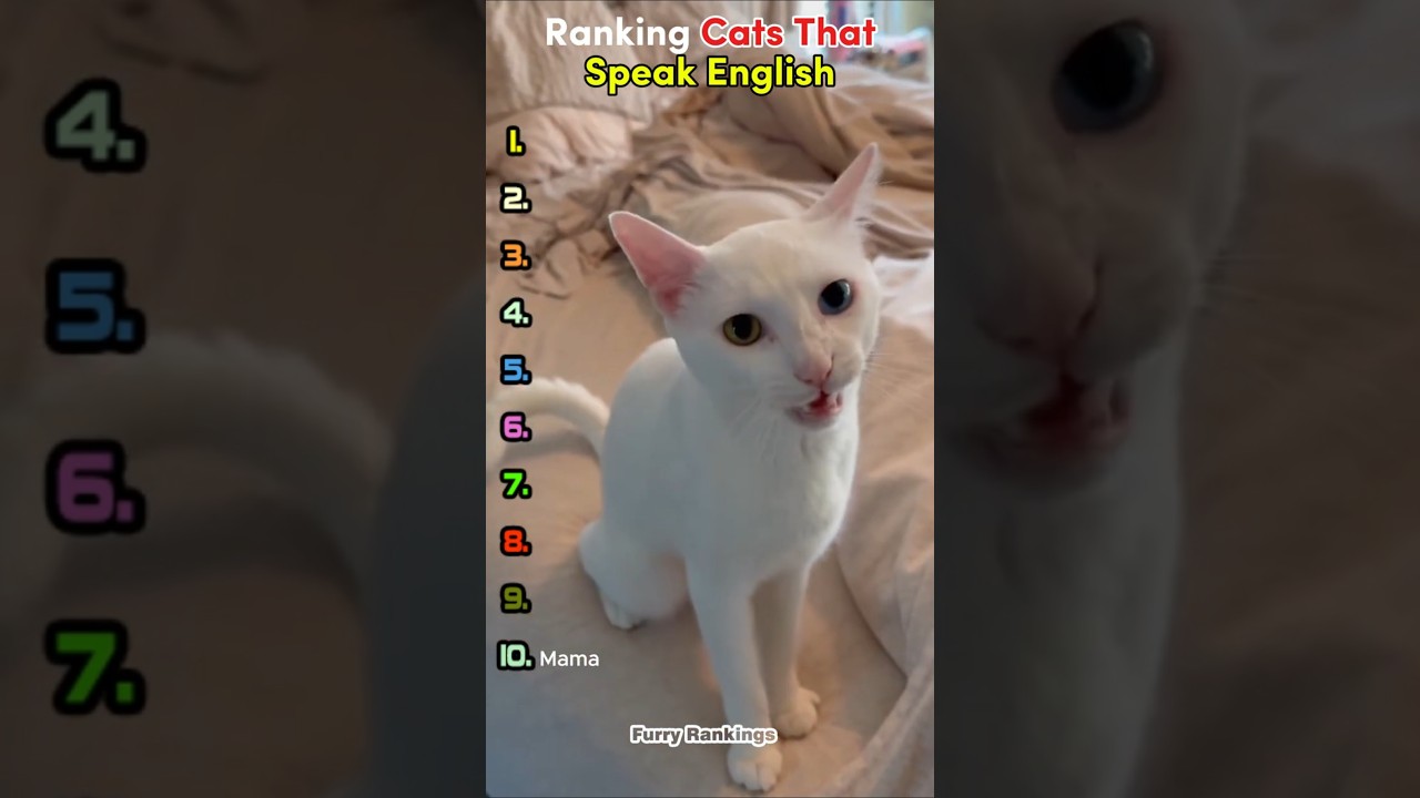 When Cats Speak English… Ranking the Funniest Moments 😹💬