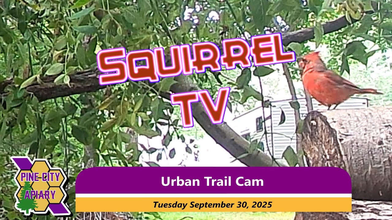 «Squirrel TV: Развязка дворовой драмы» UTC 27