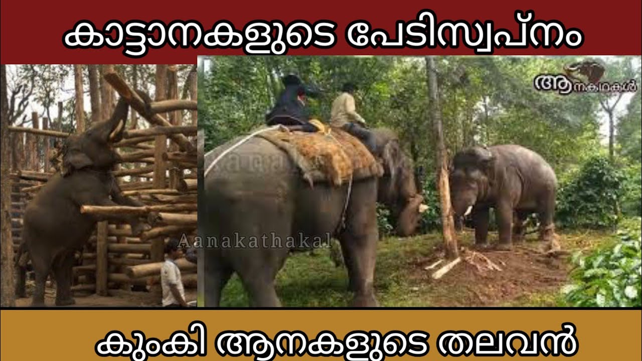 കാട്ടാനകളുടെ പേടിസ്വപ്നം , കുംകി ആനകളുടെ തലവൻ | Anamala kaleem vs abhimanyu elephant
