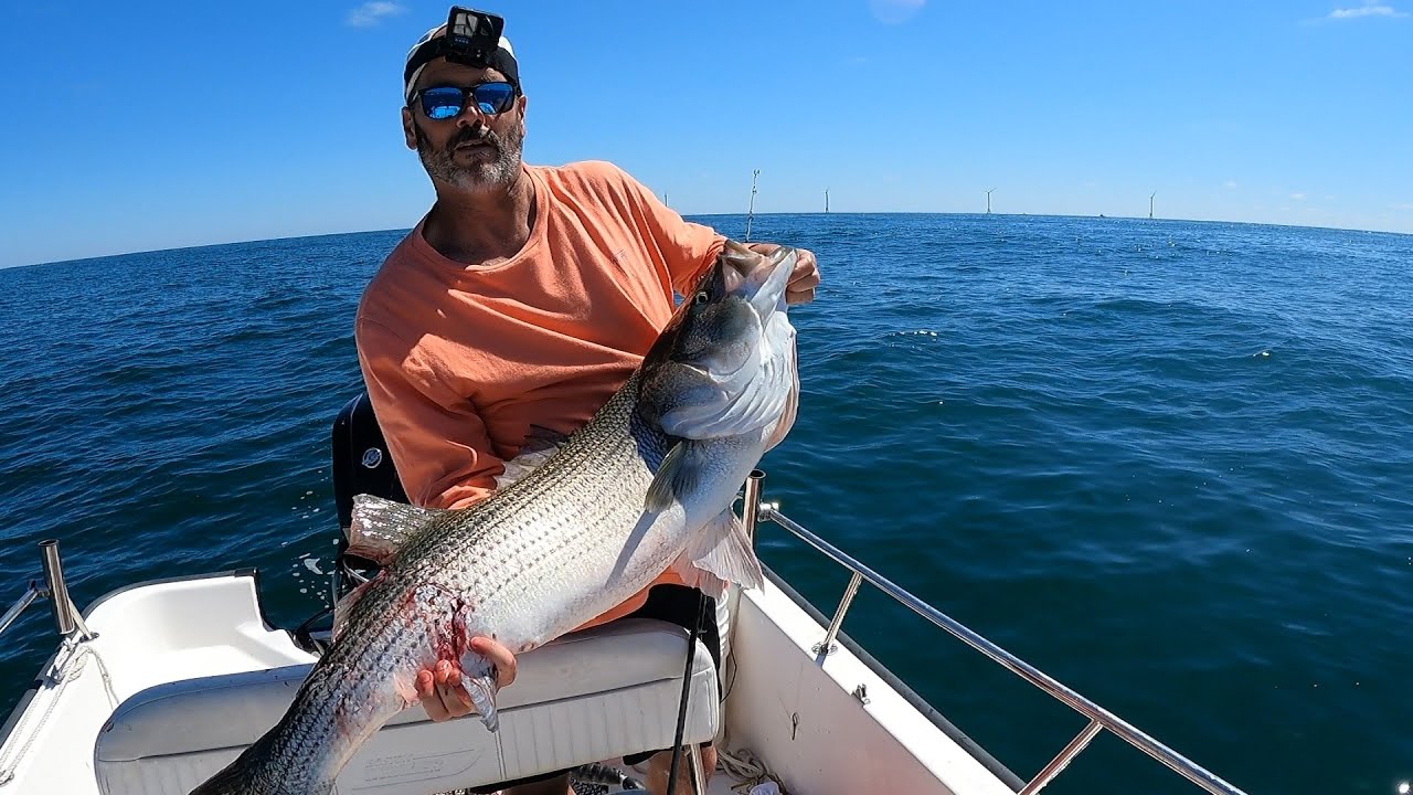 Great White Shark Battles 40 lb Striper at Block Island:  Trophy Striped Bass Part 2