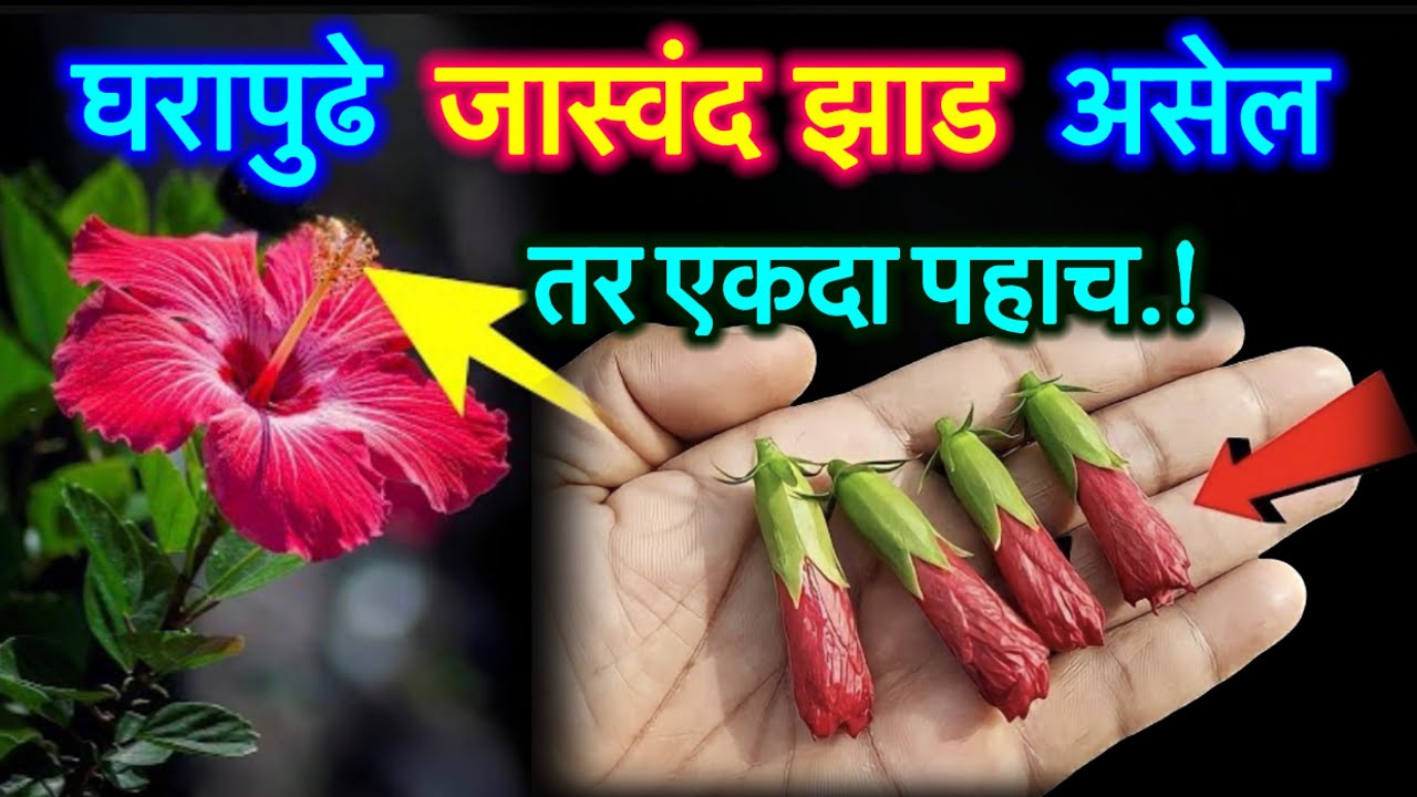 जेथे मिळेल पाहताच काढून घ्या हे फुल,मात्र २४ तासांत बदलेल तुमची दुनिया//