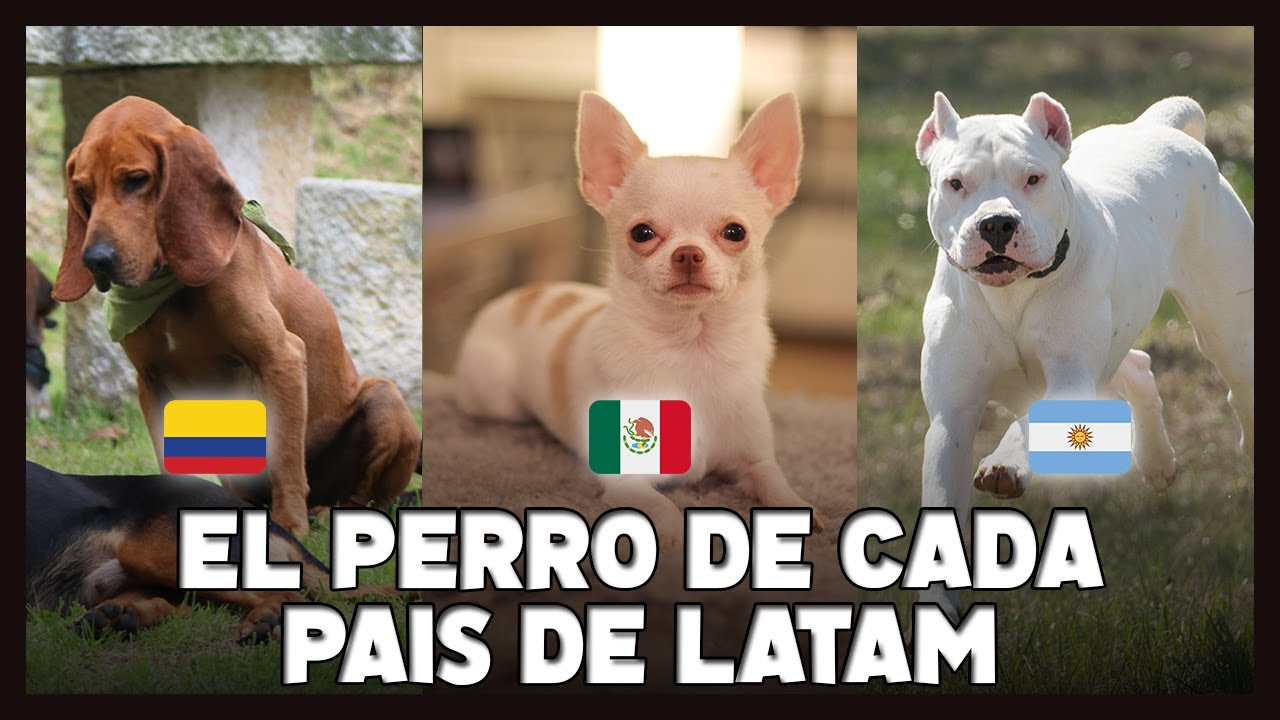 La RAZA de PERRO ORIGINARIA de CADA PAÍS de LATINOAMÉRICA