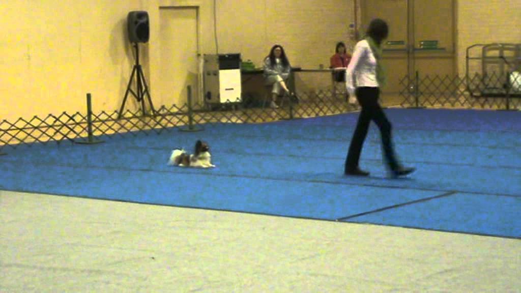 Leo Papillon dog  HTM show winning 1st place freestyle routine