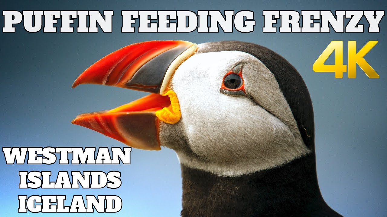 PUFFIN FEEDING FRENZY - WESTMAN ISLANDS SEA LIFE TRUST- ICELAND 2021 4K