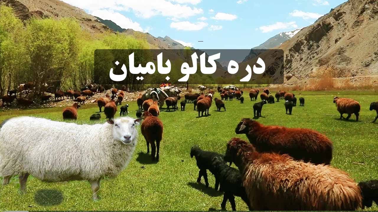 SHEEP MIGRATION IN KALU VALLEYچوپانی در دره کالو ولایت بامیان Kalu Valley