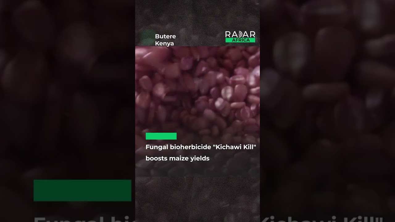 Fungal bioherbicide 