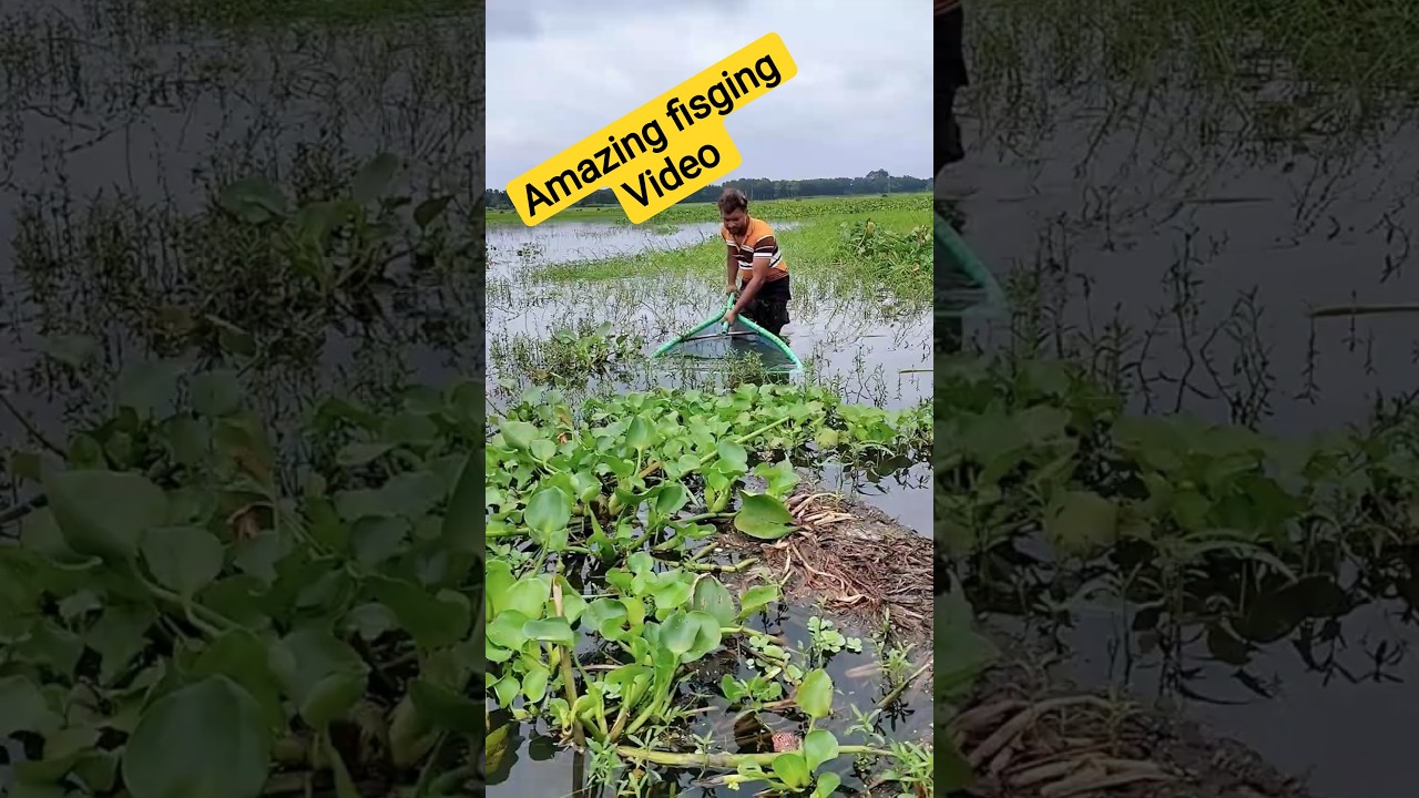 Amazing Push net fishing video. #fishingvideo #villagefishing #fish #amazingfishing