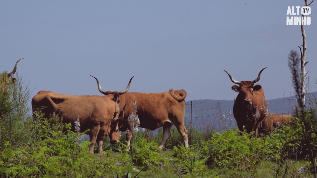 Paisagem Protegida do Corno de Bico e Parque Nacional da Peneda-Gerês | Altominho TV