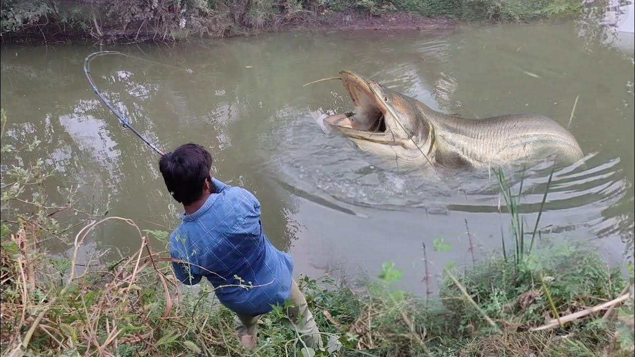 Big Monster Fish Hunting || incredible Big Patan Fish Catch || Wallago Attu Fishing ||Catfish catch
