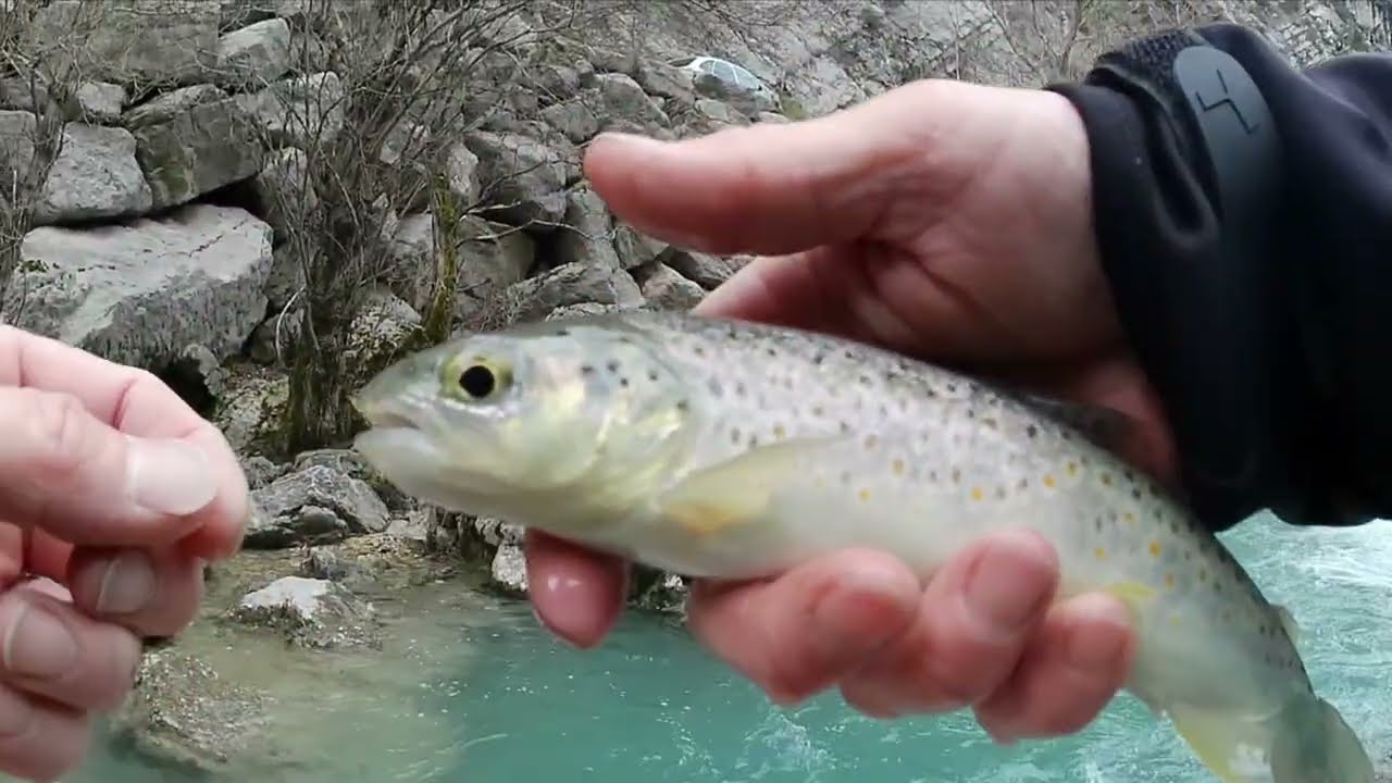 peche de la truite au toc