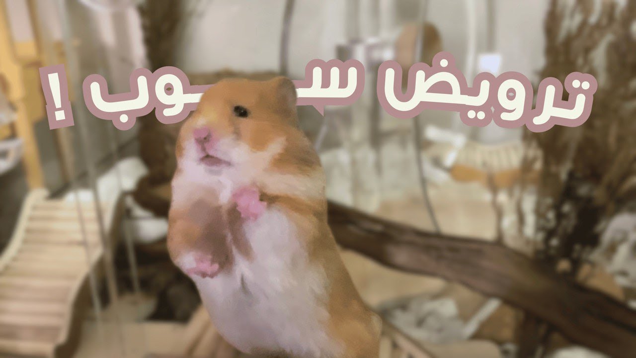 كيف تجعل الهامستر يحبك ويتعود عليك ⋆˚✿˖°  ترويض الهامستر للمبتدئين