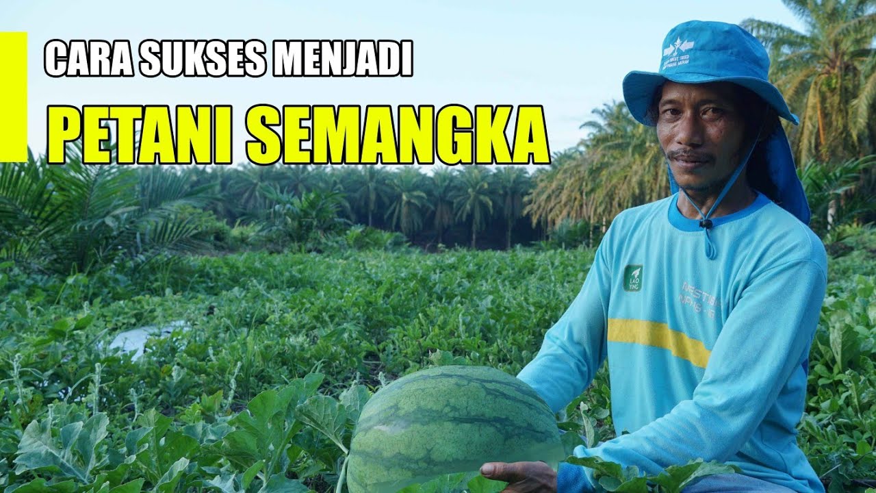 Cara Sukses Budidaya Semangka, Agar Berbuah Besar dan Manis