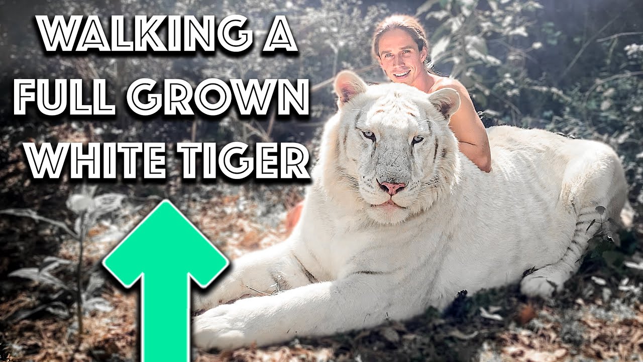 Walking My Tiger Brother | Myrtle Beach Safari