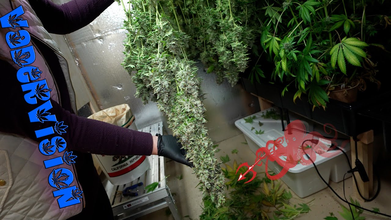 Harvesting Dreadnought OG and Bear Mace!