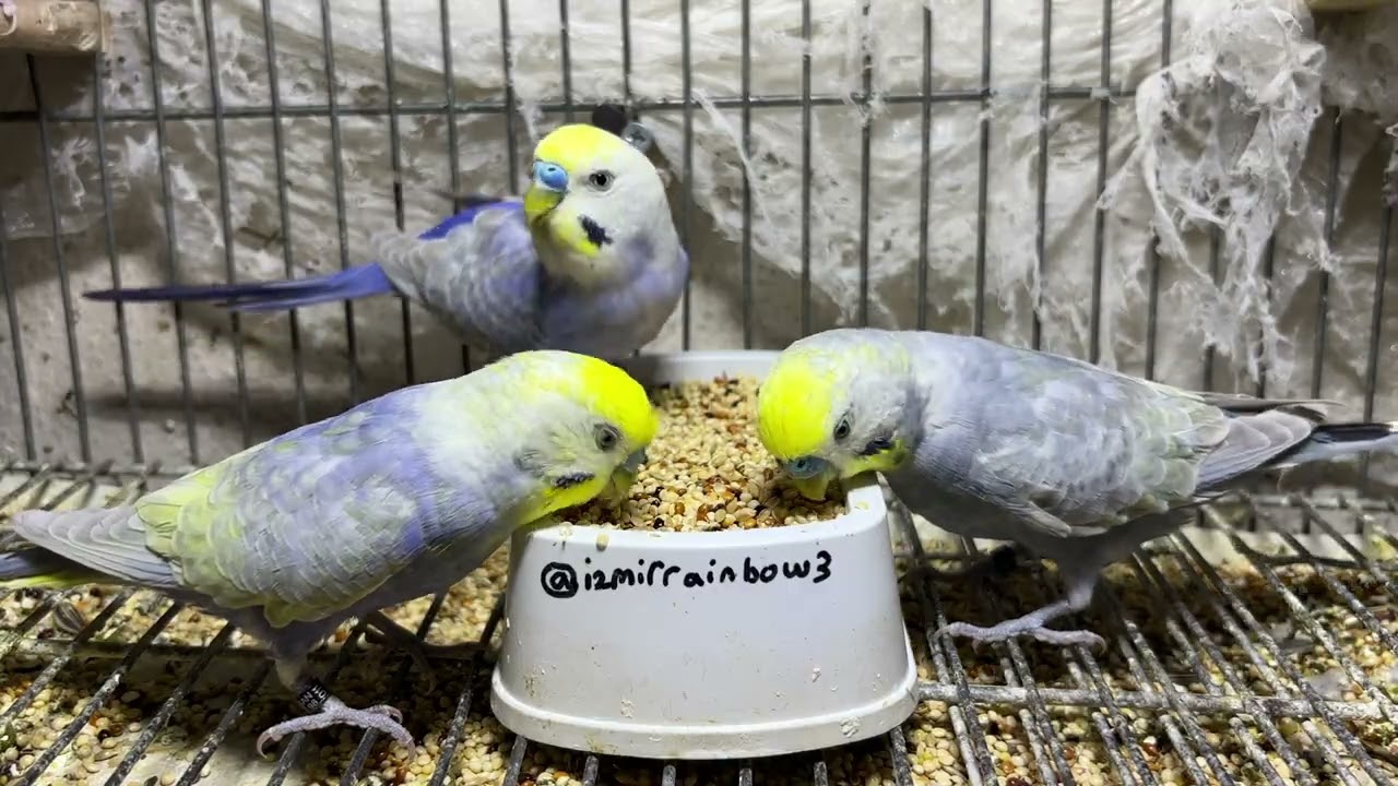 Kuşu Yakınınıza Çekmek İçin Doğal Sesler (Test Edildi!)