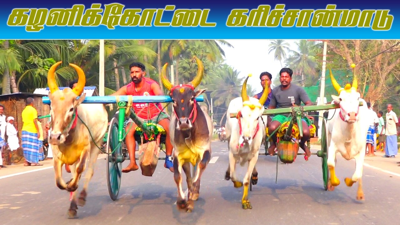 கழனிக்கோட்டை கரிச்சான்மாடு