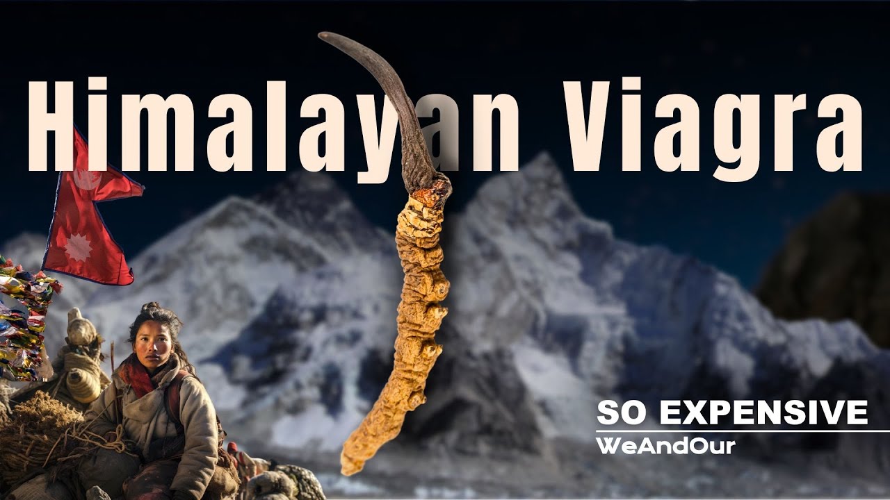 Yarsagumba | This Himalayan Viagra is So Expensive 😲