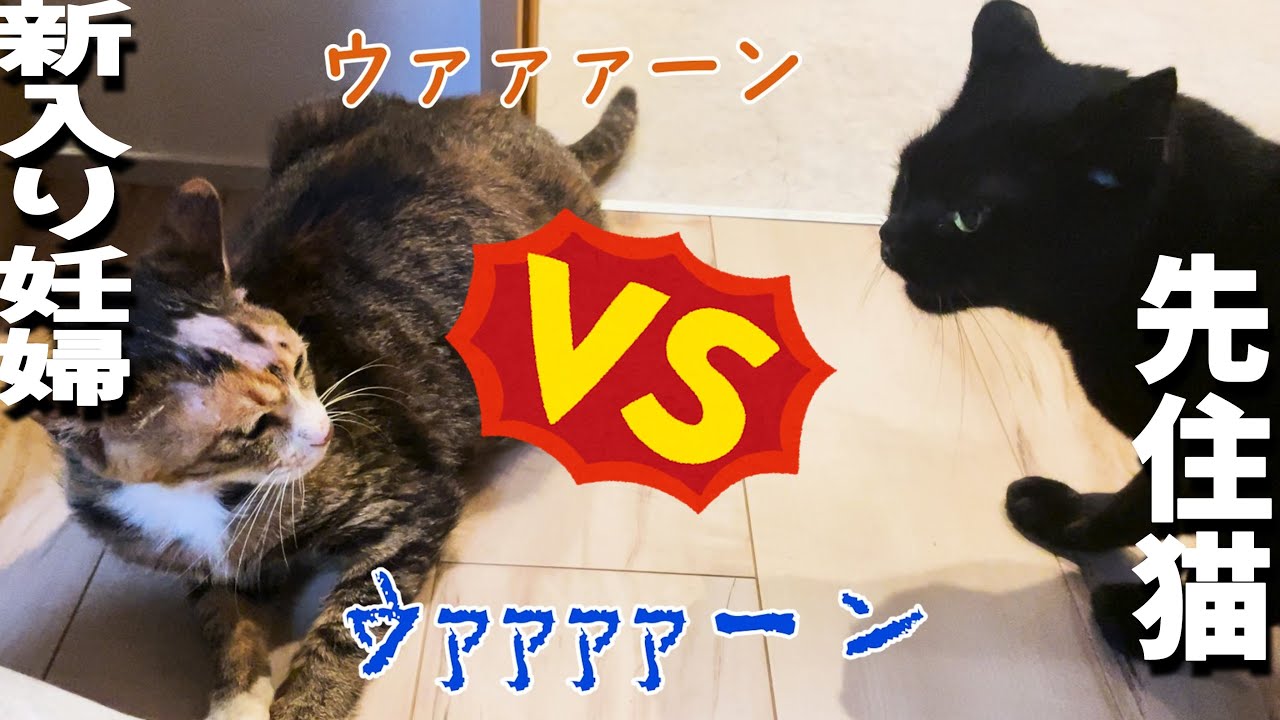 能登の保護妊婦にゃんこ、先住の黒猫姉妹と仲良くできるか！？／最新こつぶ状況