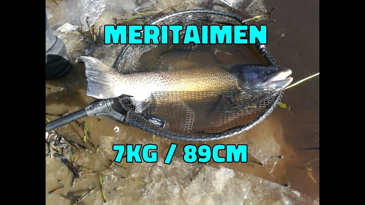 Meritaimen  7kg /89cm | Kalastus 2020