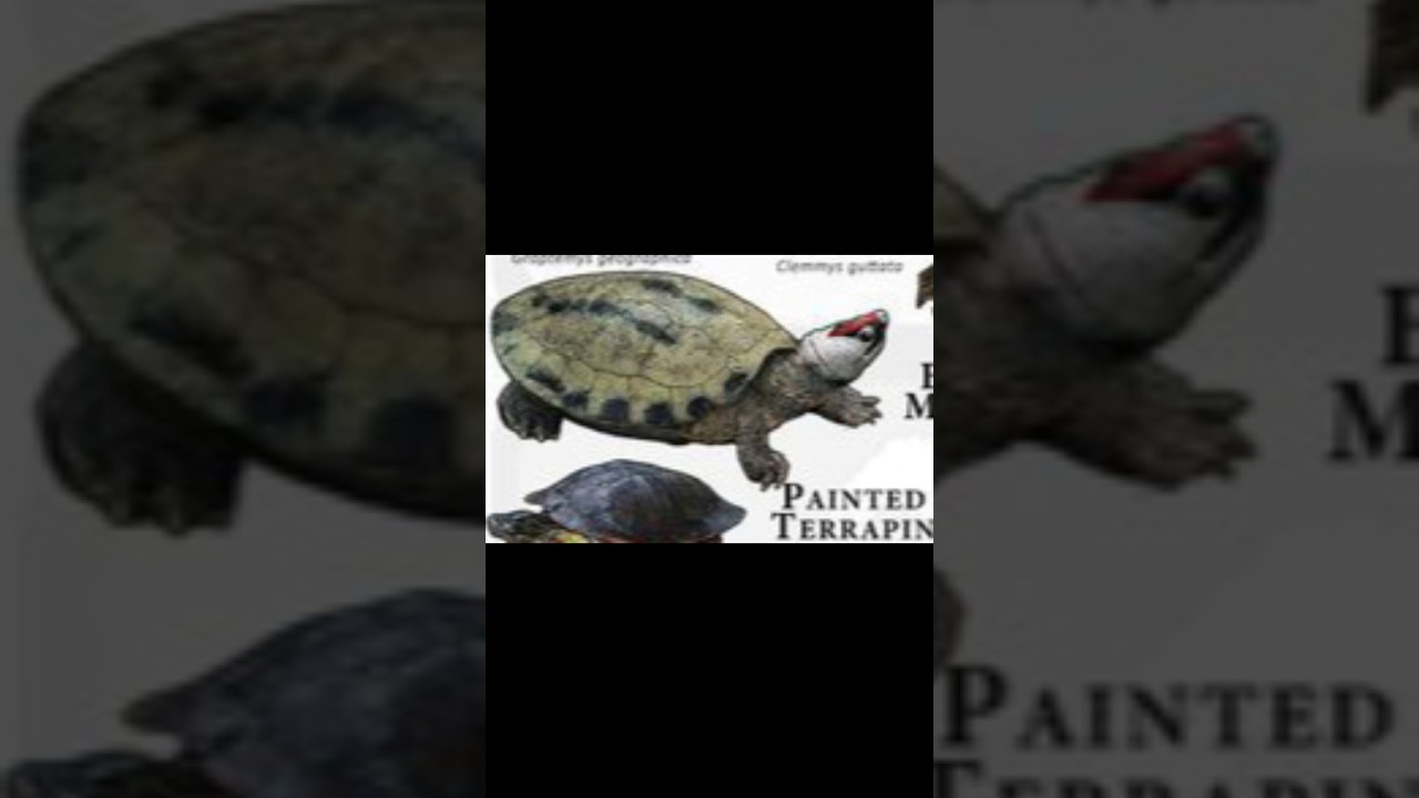 Types of Turtle (Painted Terrapin ) pt.12