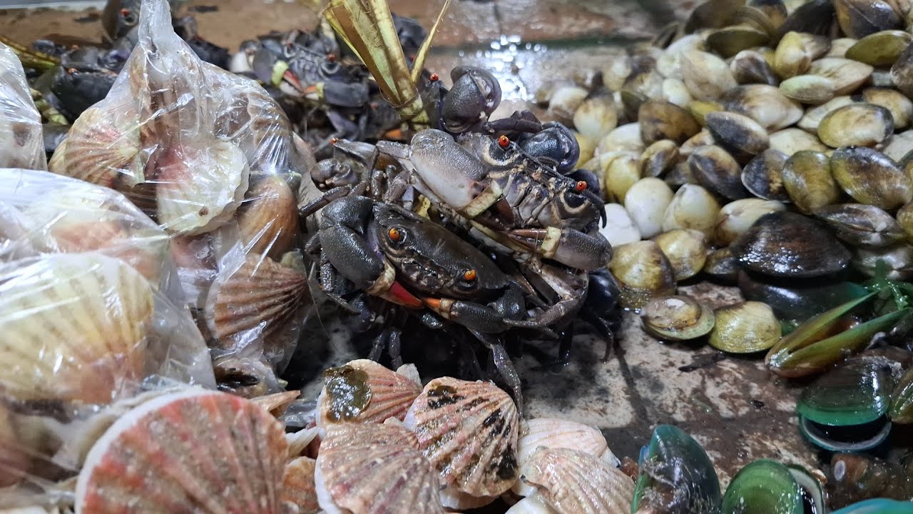 Tagbilaran City Central Public Market Today  Bohol Philippines