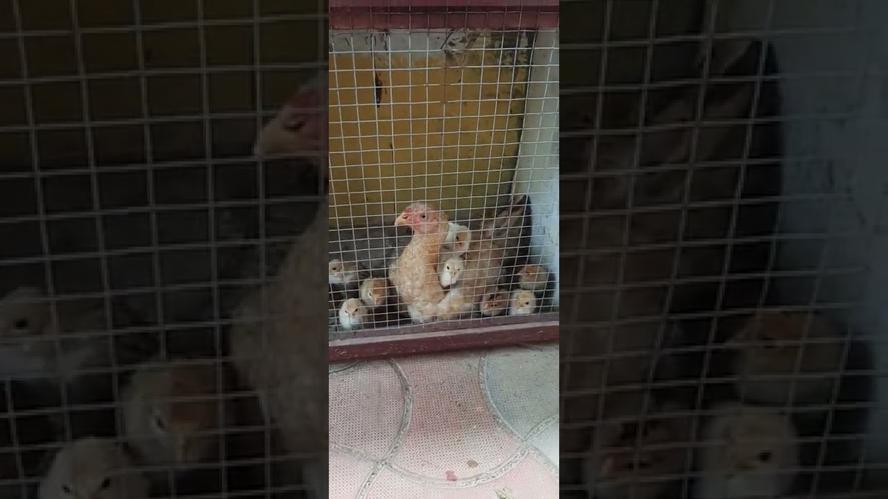 chicken cage/homemade chicken cage